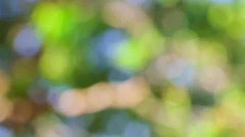 Abstract blurred of fresh green nature Stock Footage 80119436