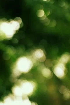 Abstract blurred garden background with sunlight bokeh reflecting through f.. Stock Illustration