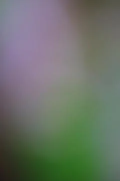 Abstract blurred gradient background with soft purple-green transition for .. Stock Photos
