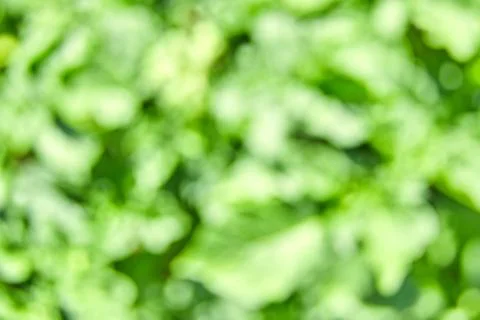 Abstract blurred green background Stock Photos