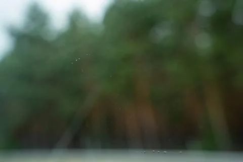 Abstract blurred green foliage background with soft bokeh and horizontal motion, Stock Photos