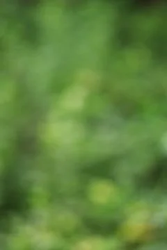 Abstract blurred green foliage texture for nature-themed designs Stock Photos