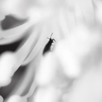 Abstract blurred image of the beetle inside flower Stock Photos