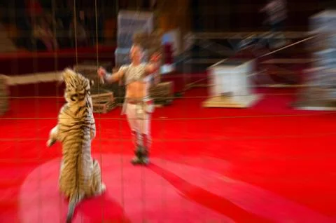 Abstract blurred image of circus performance. Man and trained white tiger Stock Photos