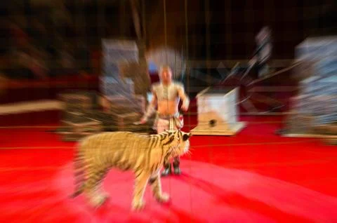 Abstract blurred image of circus performance. Man and trained white tigers Stock Photos