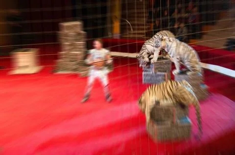 Abstract blurred image of circus performance. Man and trained white tigers Stock Photos
