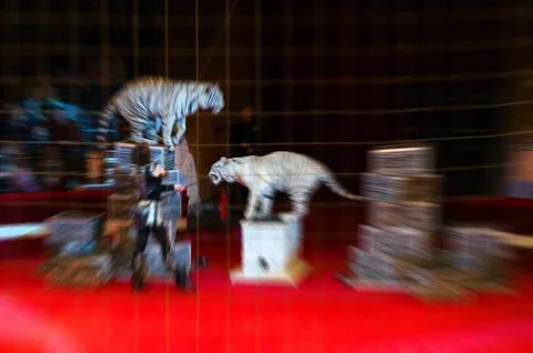 Abstract blurred image of circus performance. Woman and trained white tigers Foto stock