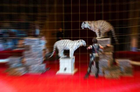 Abstract blurred image of circus performance Stock-Fotos