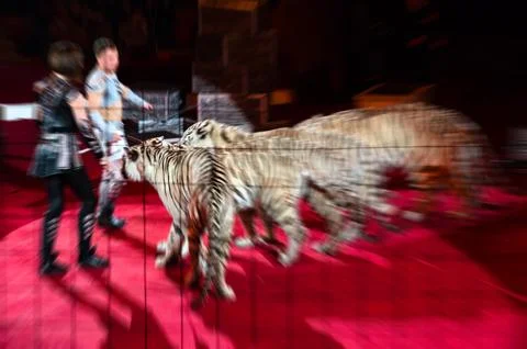 Abstract blurred image of circus performance Stock-Fotos