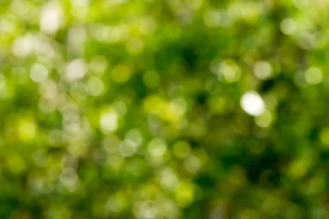 Abstract Blurred light and leaf Foto stock