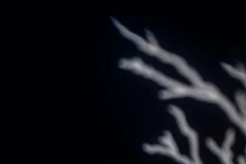 Abstract blurred light branches on dark background Foto stock