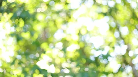 Abstract blurred nature background with bokeh Stock Footage 162658342