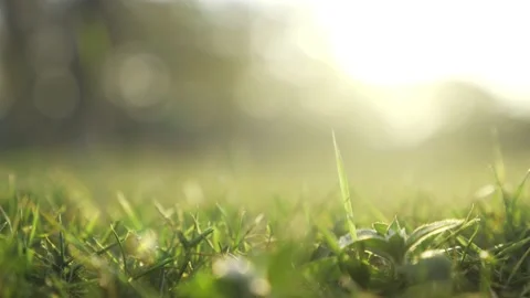 Abstract blurred out of focus and blurred green leaf nature background Stock Footage 148619294