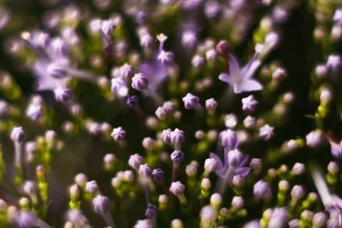 Abstract blurred pattern with flowers.. Stock Photos