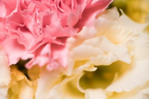 Abstract blurred pattern with flowers. Stock Photos