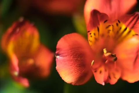 Abstract blurred pattern with flowers. Stock Photos