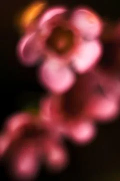 Abstract blurred pattern with flowers.. Stock Photos