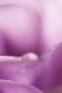 Abstract blurred pattern with flowers.. Stock Photos