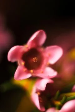 Abstract blurred pattern with flowers.. Stock Photos