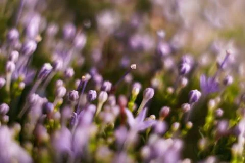 Abstract blurred pattern with flowers.. Stock Photos
