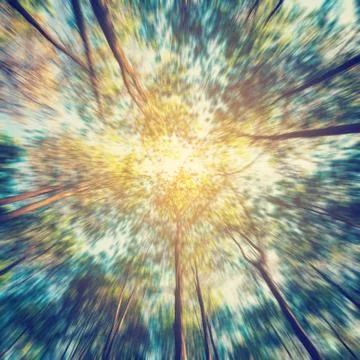 Abstract blurred pine tree forest with sunlight and shadows at sunrise with v Stock Photos