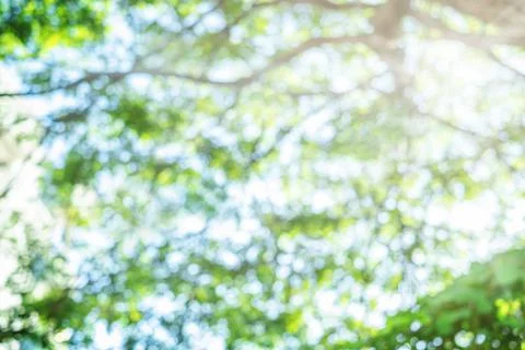 Abstract blurred tree background Stock Photos