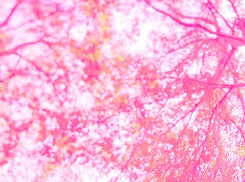 Abstract blurred tree branches with bokeh of sun light on pink background Stock Photos