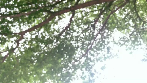 Abstract blurred tree lights bokeh background, Glittering background Stock Footage 232291698