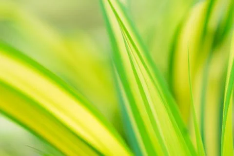 Abstract blurred yellow leaf on sunlight with copy space Foto stock