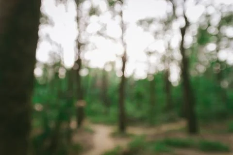 Abstract blurry forest background Stock Photos