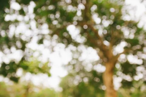 Abstract blurry forest background Stock Photos