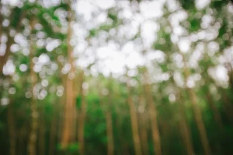 Abstract blurry forest background Stock Photos