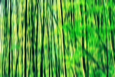 Abstract blurry forest 库存照片