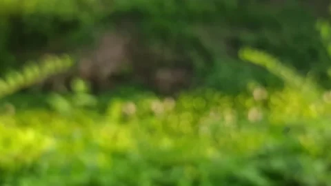 Abstract blurry green foliage background with soft bokeh and light leaks Video stock 332580200