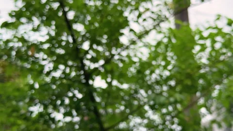 Abstract bokeh effect of lush green leaves creating a dreamy and blurred na.. Stock Footage 339425312