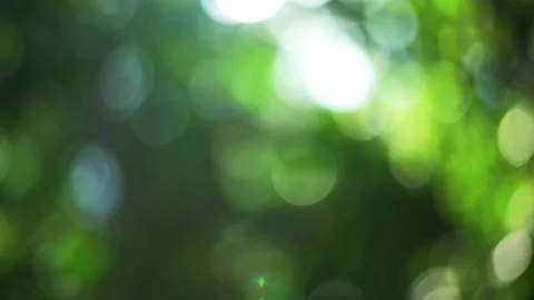 Abstract Bokeh green background  Stock Footage 233781780