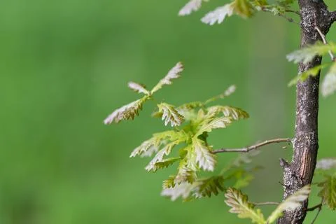 Abstract bokeh green leaf pattern, softfocused clusters create layered colo.. Stock Photos