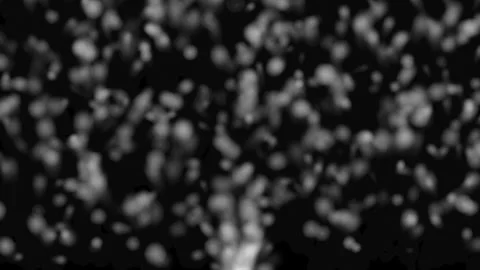 Abstract bokeh light particles floating on dark background overlay Video stock 342443022
