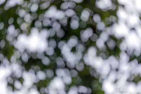 Abstract bokeh from light shining through leaves, blur wall, circle white bokeh Fotos de archivo