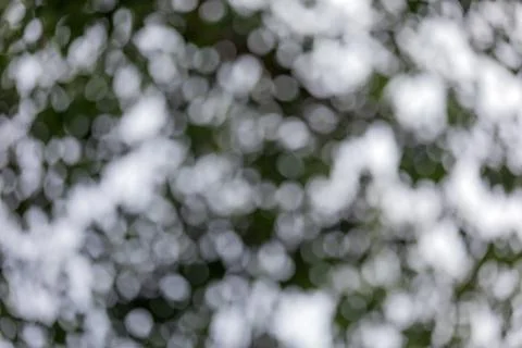 Abstract bokeh from light shining through leaves, blur wall, circle white bokeh Fotos de archivo