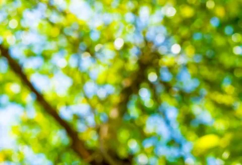 Abstract bokeh of light in tree Stock Photos