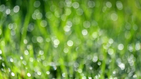 Abstract bokeh round sparkling dew drops on green grass swaying in the wind Stock Footage 320978221
