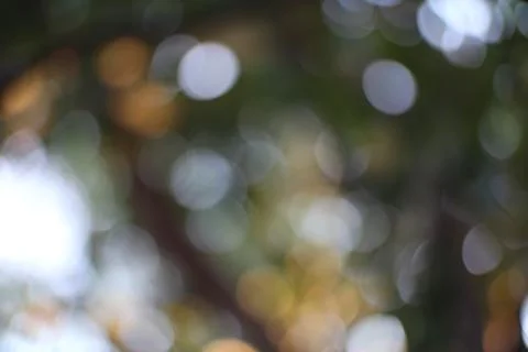 Abstract bokeh of sunlight filtering through a leafy green canopy Stock Photos