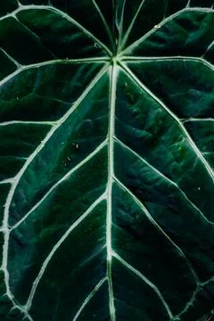 Abstract bone leaf pattern from the green tropical laceleaf plant make a beau Foto stock