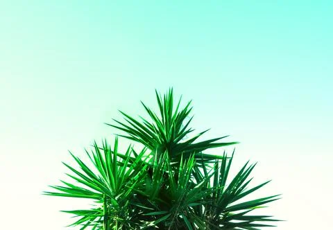 Abstract botanical background with palm tree against the skies Stock Photos