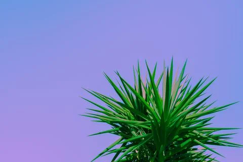 Abstract botanical background with palm tree against the skies Stock Photos