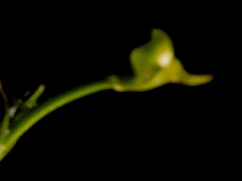Abstract botanical image with a glowing bud and a green stem against a dark.. Stock Photos