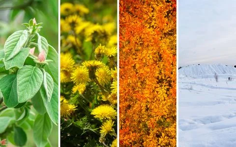 Abstract Botanical Seamless Texture of Four Seasons Changing Stock Photos