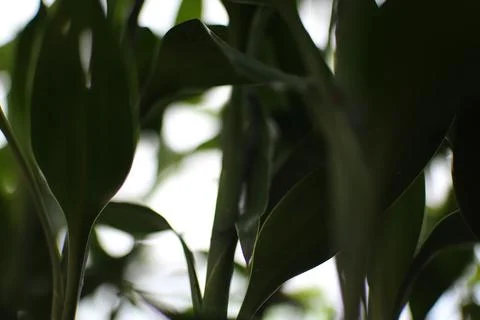 Abstract Botanical Study: Close-up Perspective of Verdant Foliage against B.. 写真素材