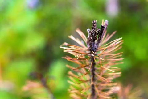 Abstract branch of an old pine Stock Photos